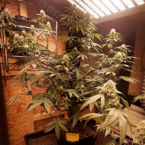 Mehrere Oreoz Pflanzen und Zyklen  growlog timeline photo