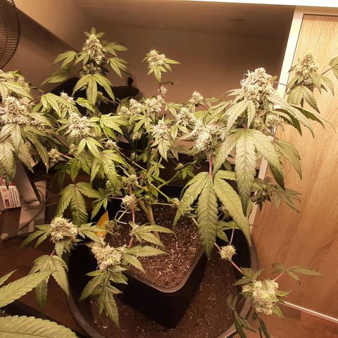 Mehrere Oreoz Pflanzen und Zyklen  growlog timeline photo