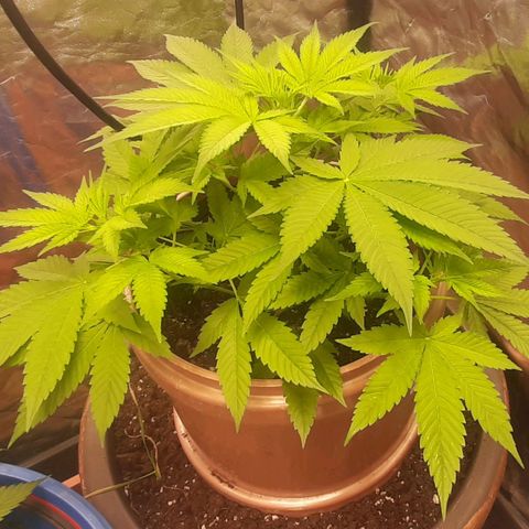 Think Tank growlog timeline photo