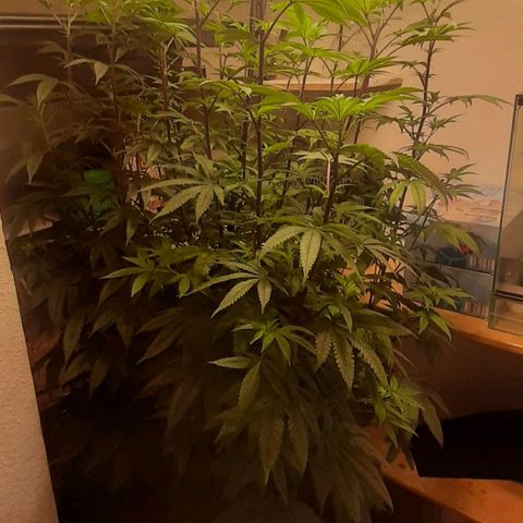 Mehrere Oreoz Pflanzen und Zyklen  growlog timeline photo