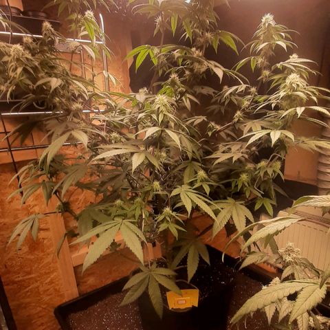 Mehrere Oreoz Pflanzen und Zyklen  growlog timeline photo