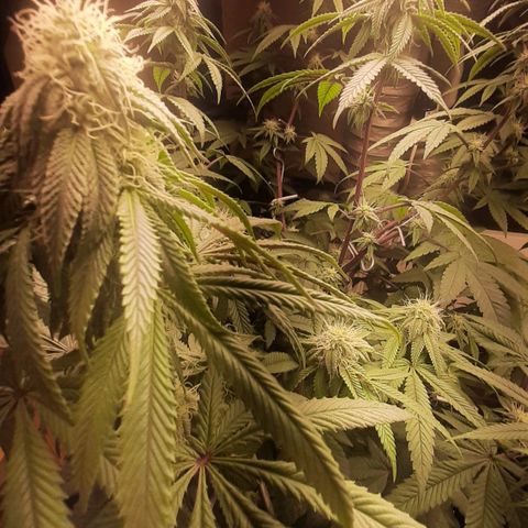 Mehrere Oreoz Pflanzen und Zyklen  growlog timeline photo