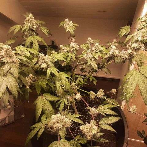 Mehrere Oreoz Pflanzen und Zyklen  growlog timeline photo