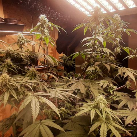 Mehrere Oreoz Pflanzen und Zyklen  growlog timeline photo