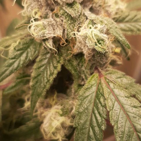 Mehrere Oreoz Pflanzen und Zyklen  growlog timeline photo