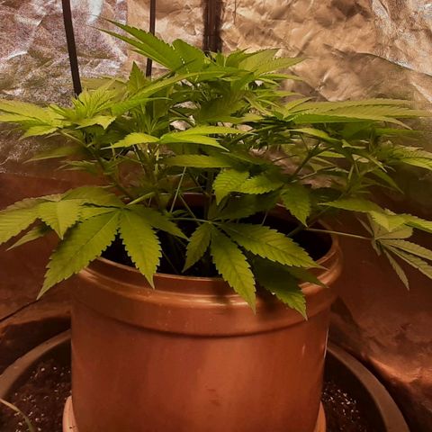 Think Tank growlog timeline photo