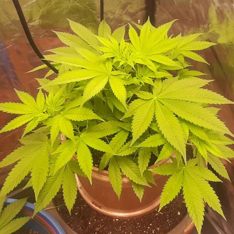 Think Tank growlog timeline photo