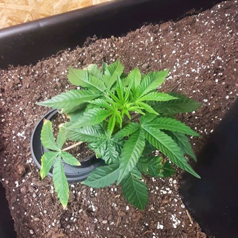 Mehrere Oreoz Pflanzen und Zyklen  growlog timeline photo