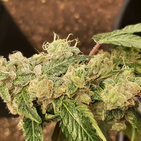 Mehrere Oreoz Pflanzen und Zyklen  growlog timeline photo