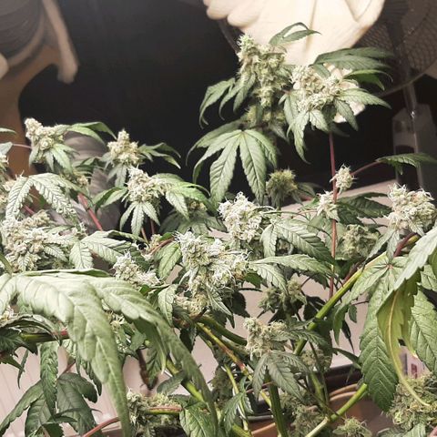 Mehrere Oreoz Pflanzen und Zyklen  growlog timeline photo