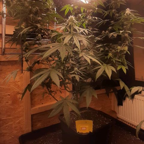 Mehrere Oreoz Pflanzen und Zyklen  growlog timeline photo