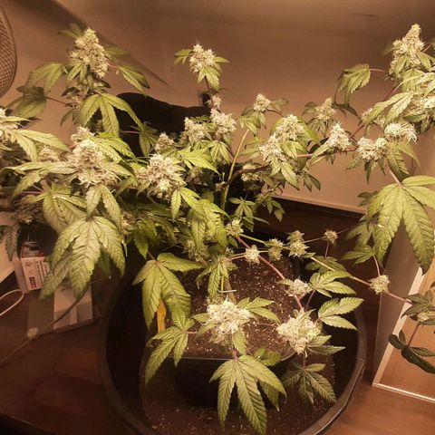 Mehrere Oreoz Pflanzen und Zyklen  growlog timeline photo