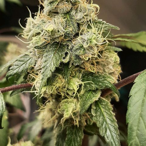 Mehrere Oreoz Pflanzen und Zyklen  growlog timeline photo