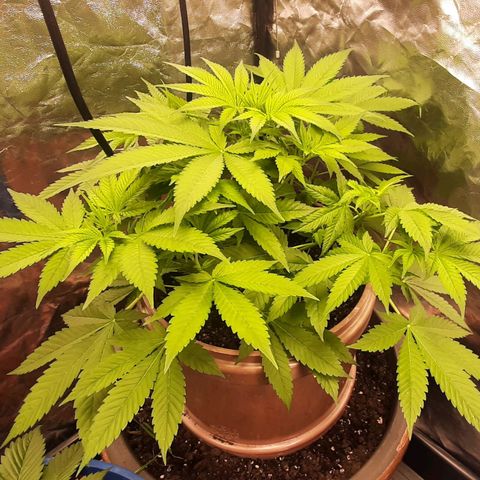 Think Tank growlog timeline photo