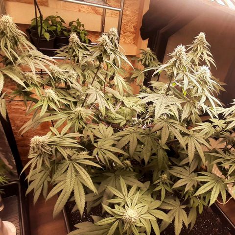 Mehrere Oreoz Pflanzen und Zyklen  growlog timeline photo