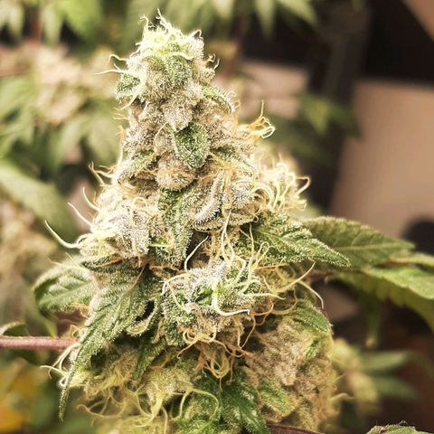 Mehrere Oreoz Pflanzen und Zyklen  growlog timeline photo