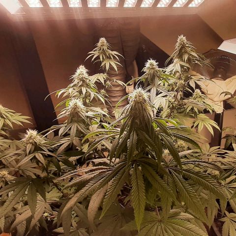 Mehrere Oreoz Pflanzen und Zyklen  growlog timeline photo