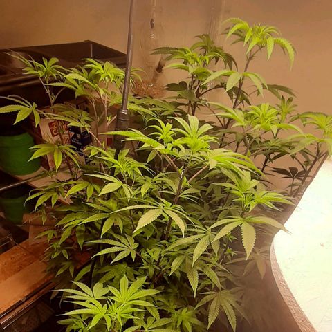 Mehrere Oreoz Pflanzen und Zyklen  growlog timeline photo