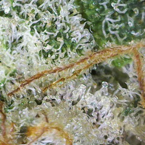 Mehrere Oreoz Pflanzen und Zyklen  growlog photo: Die erste ist in einigen Tagen soweit, 3 bis 7 Tage denke ich noch.