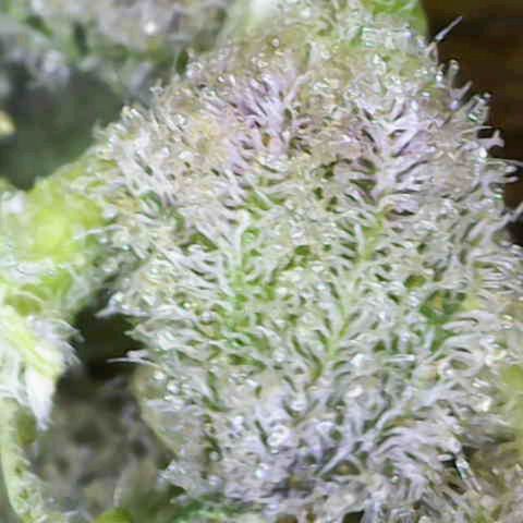 Mehrere Oreoz Pflanzen und Zyklen  growlog photo: Die erste ist in einigen Tagen soweit, 3 bis 7 Tage denke ich noch.