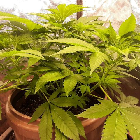 Think Tank growlog timeline photo