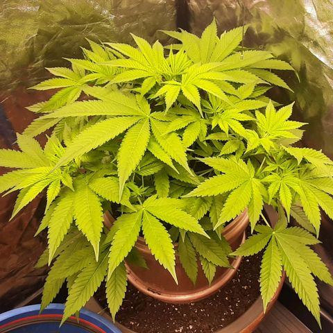 Think Tank growlog timeline photo