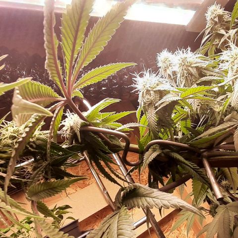 Mehrere Oreoz Pflanzen und Zyklen  growlog photo: Ich habe den Kopf der Dame mit Astharken gestreckt. 