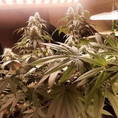 Mehrere Oreoz Pflanzen und Zyklen  growlog timeline photo