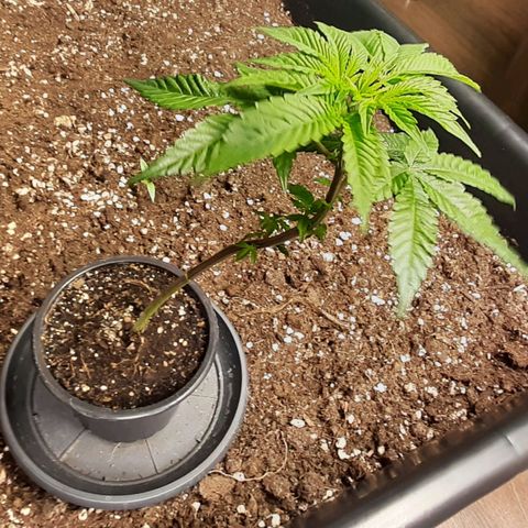 Mehrere Oreoz Pflanzen und Zyklen  growlog photo: Auch hier habe ich heute die unteren älteren Blätter Endlaubt, in den nächsten Tagen setze ich Sie auch in ihren Endtopf um. 