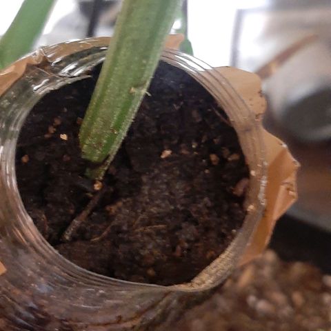 Mehrere Oreoz Pflanzen und Zyklen  growlog photo: Sobald der Stamm gewuezelt hat und bereit ist abgetrennt zu werden schicke ich auch die gute in die Blüte wobei der ab getrennte Ast weiter im Wachstum Verbleiben wird. 