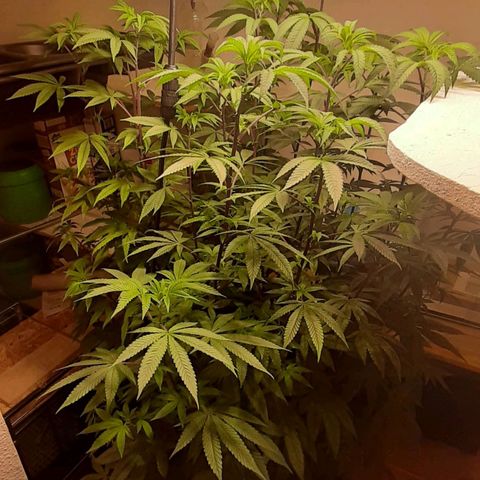 Mehrere Oreoz Pflanzen und Zyklen  growlog photo: Sobald der Stamm gewuezelt hat und bereit ist abgetrennt zu werden schicke ich auch die gute in die Blüte wobei der ab getrennte Ast weiter im Wachstum Verbleiben wird. 