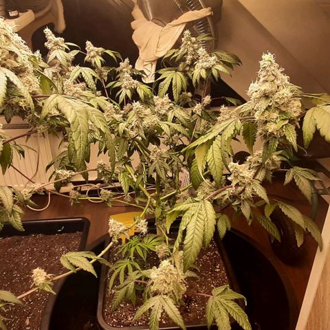 Mehrere Oreoz Pflanzen und Zyklen  growlog photo: Dieser Duft ..... einfach Himmlisch, und wie die kleben das ist einfach Traumhaft !