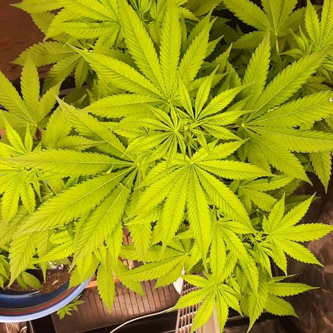 Think Tank growlog timeline photo