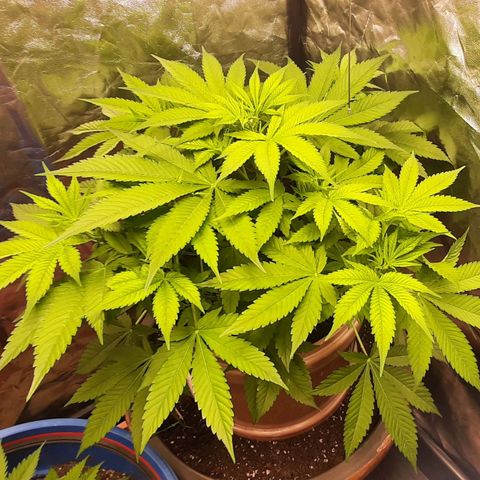 Think Tank growlog timeline photo