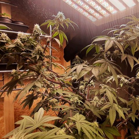 Mehrere Oreoz Pflanzen und Zyklen  growlog timeline photo