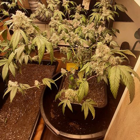 Mehrere Oreoz Pflanzen und Zyklen  growlog timeline photo