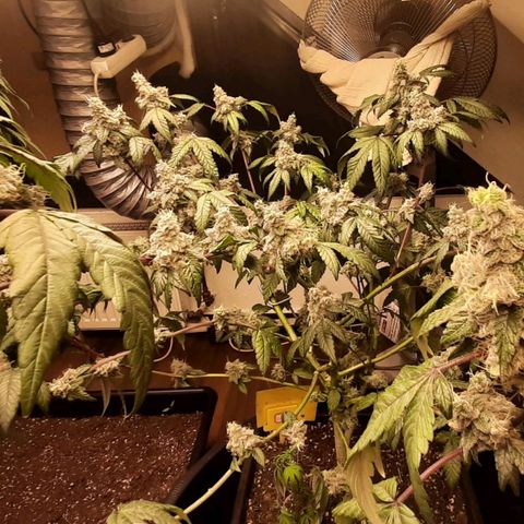 Mehrere Oreoz Pflanzen und Zyklen  growlog timeline photo