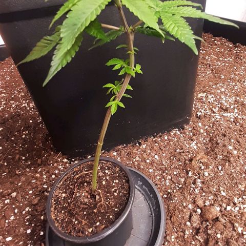 Mehrere Oreoz Pflanzen und Zyklen  growlog timeline photo