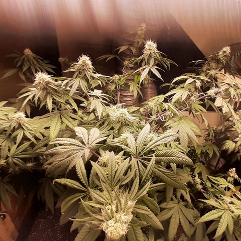 Mehrere Oreoz Pflanzen und Zyklen  growlog timeline photo