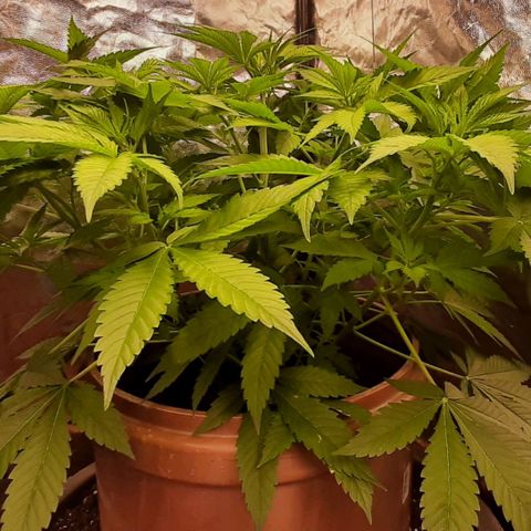 Think Tank growlog timeline photo