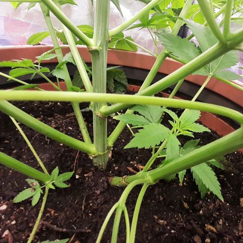 Think Tank growlog timeline photo