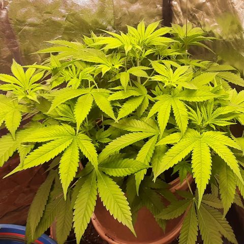 Think Tank growlog timeline photo