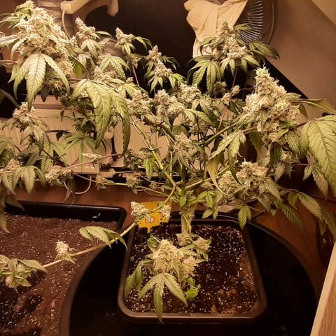 Mehrere Oreoz Pflanzen und Zyklen  growlog timeline photo