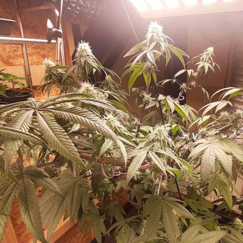 Mehrere Oreoz Pflanzen und Zyklen  growlog timeline photo