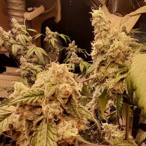 Mehrere Oreoz Pflanzen und Zyklen  growlog timeline photo