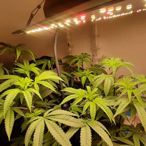 Mehrere Oreoz Pflanzen und Zyklen  growlog timeline photo