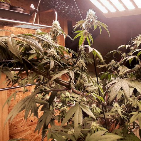 Mehrere Oreoz Pflanzen und Zyklen  growlog timeline photo