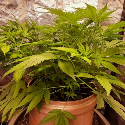 Think Tank growlog timeline photo