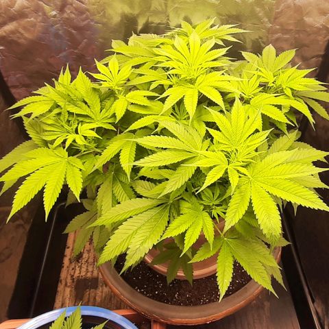 Think Tank growlog timeline photo