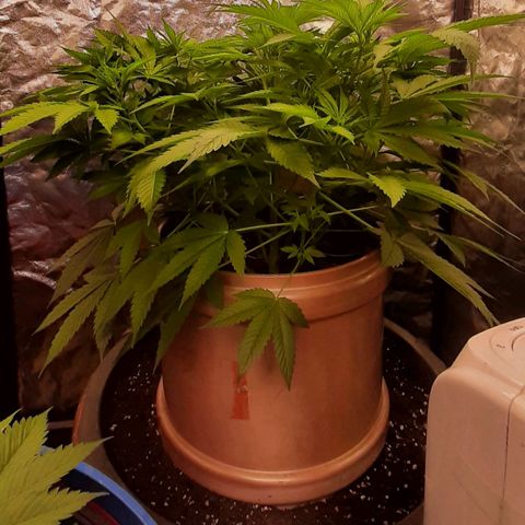 Think Tank growlog timeline photo